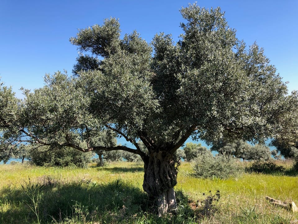 Kıyıda asırlık zeytin ağacı